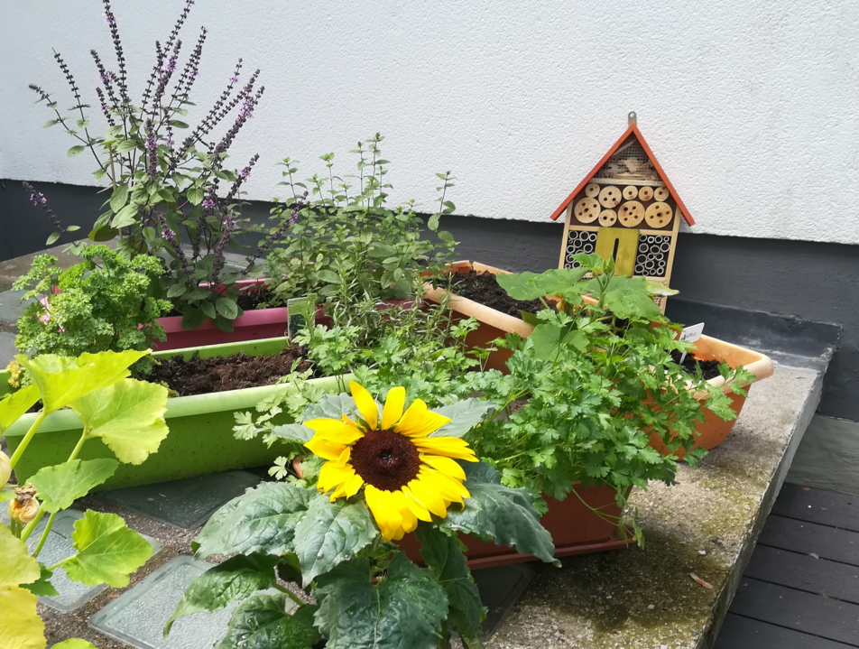 Gemüsegarten Kidsinberlin