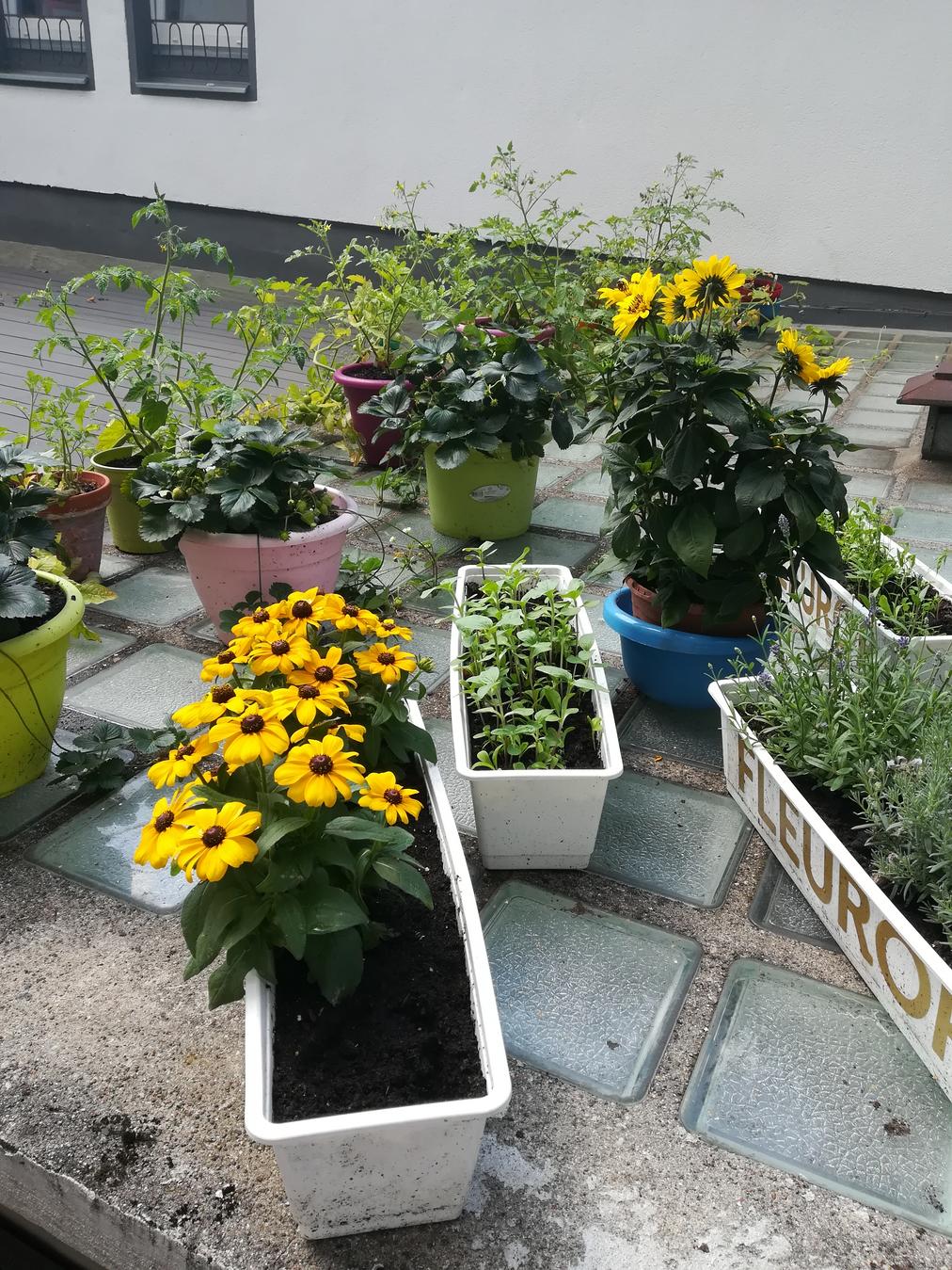 Gemüsegarten Kidsinberlin